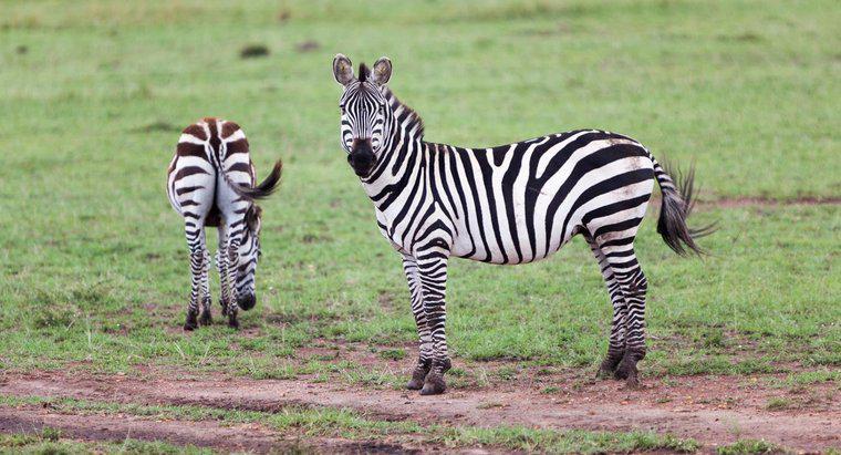 Qual è il periodo di gestazione di una zebra?