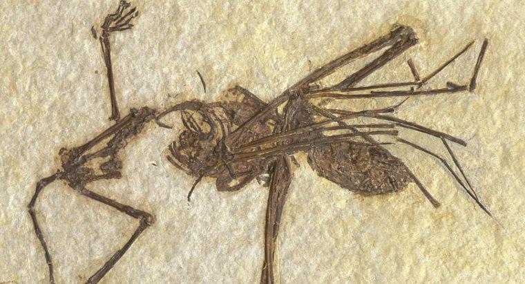 Quali tipi di animali possono essere probabilmente fossilizzati?