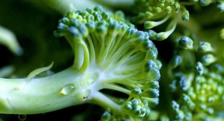 Come fai a sapere se il broccolo è andato male?