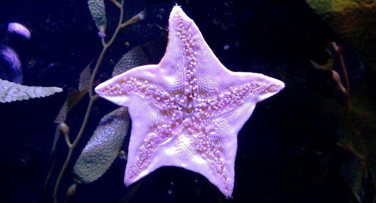 Come si protegge una stella marina?