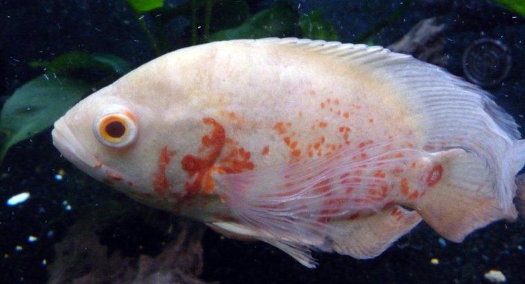 Quanto cresce un pesce Albino Oscar?