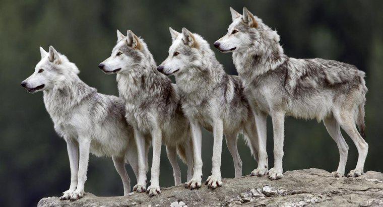 Cos'è chiamato un gruppo di lupi?