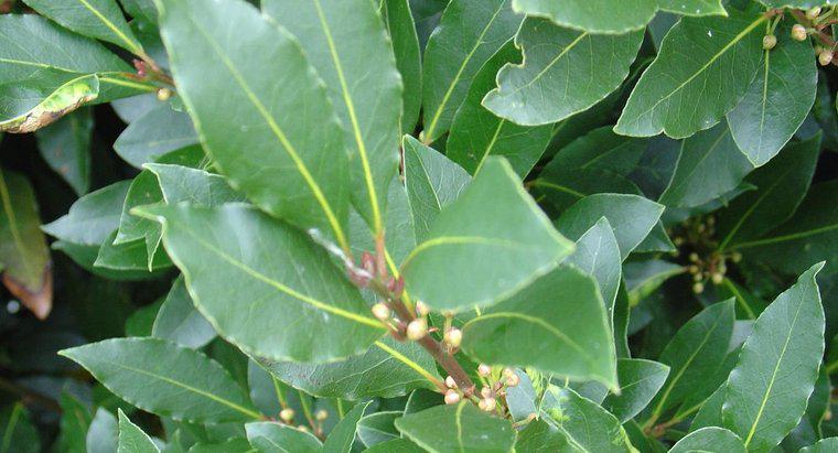 Le foglie di alloro sono sicure da mangiare?