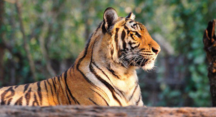 Perché le tigri sono una specie in via di estinzione?