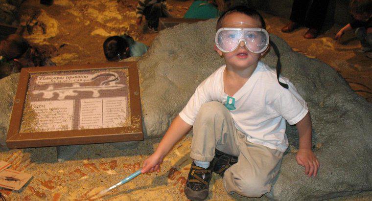 Cosa fa un paleontologo?