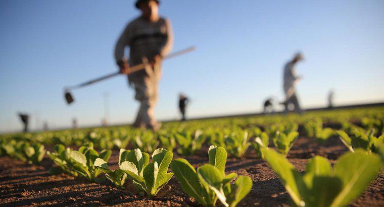 Cos'è l'agricoltura di sussistenza?