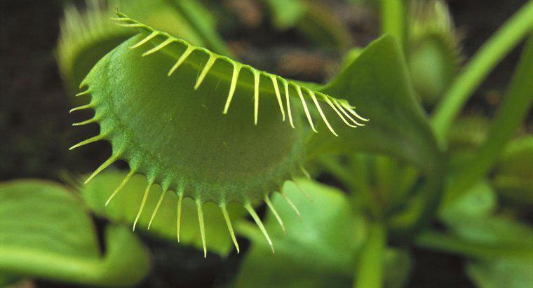 Dove crescono naturalmente i flytraps di Venere?
