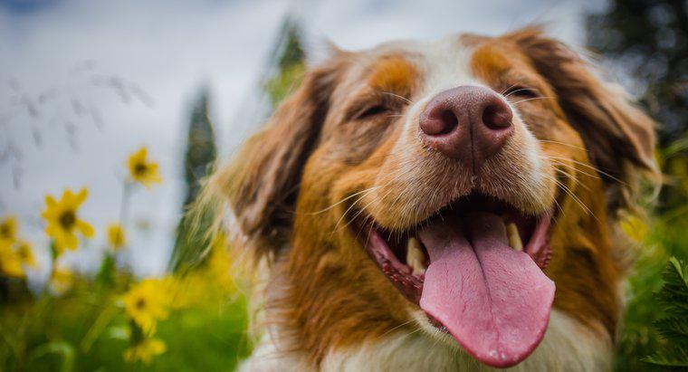 Animali 101: Perché i cani ululano?