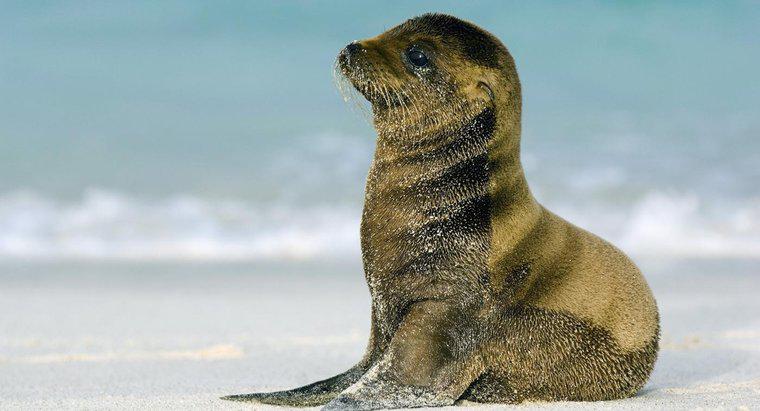 Cosa si chiama Baby Sea Lion?