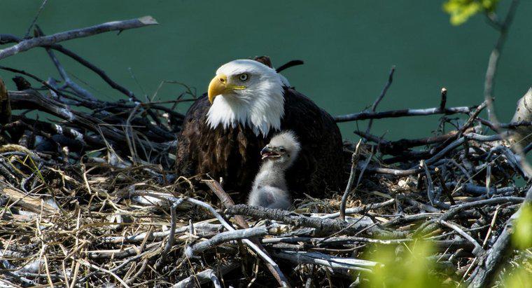 Come si chiama il nido di un'aquila?