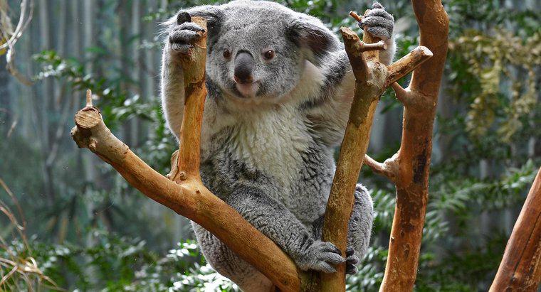 I Koala hanno una coda?