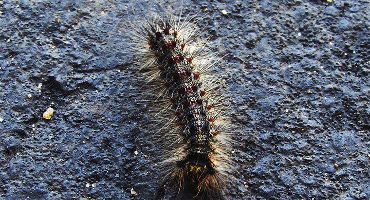 Quali sono alcune razze di Caterpillar trovate in Arizona?