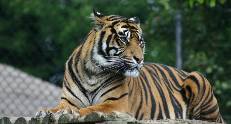 Cos'è un adattamento della tigre?