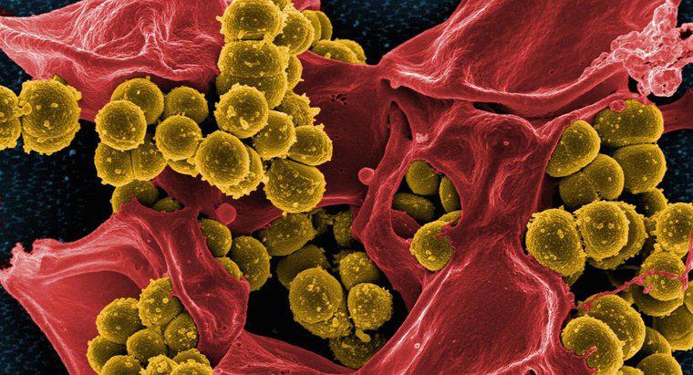 Cosa mangiano i batteri?