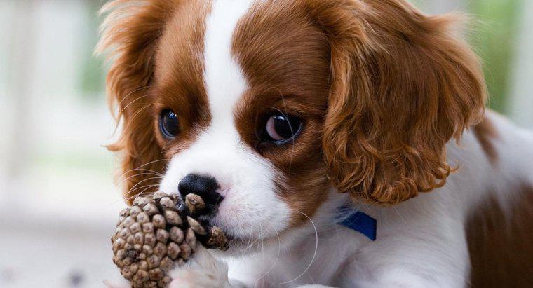 Le pigne sono tossiche per i cani?