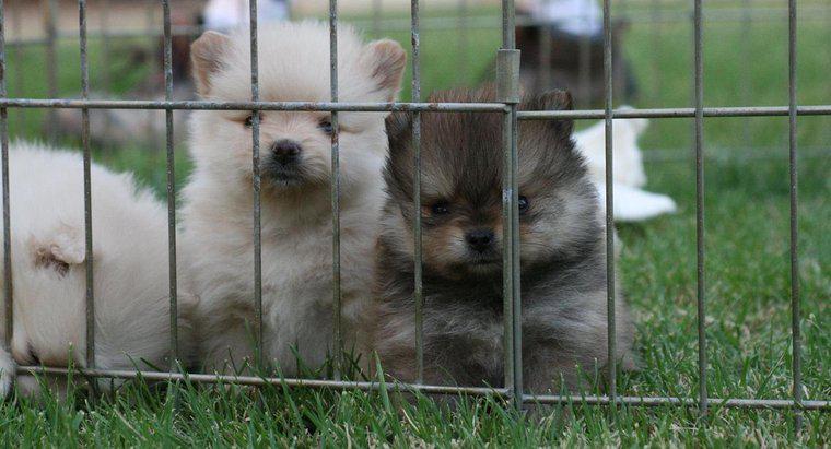 Quanti cuccioli hanno i Pomeraniani in una cucciolata?