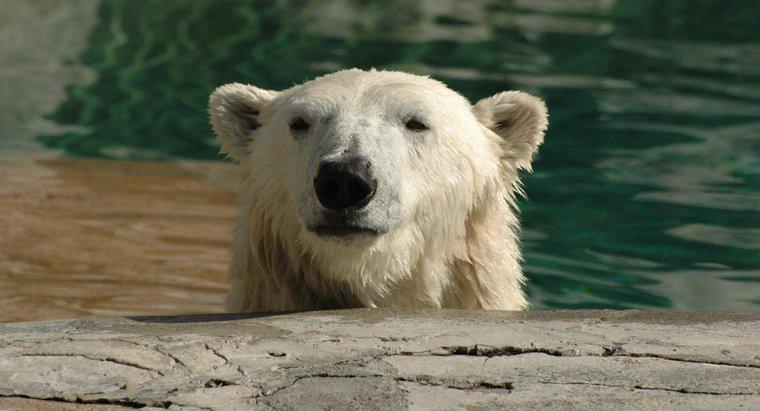 Come si adattano gli orsi polari al loro habitat?