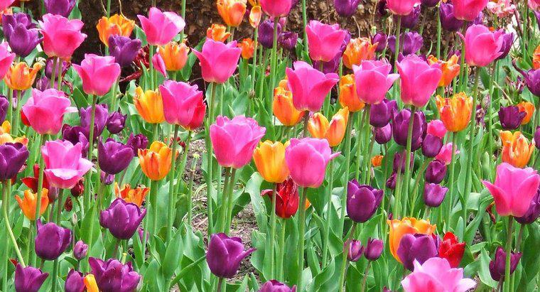 Posso trapiantare i tulipani in primavera?