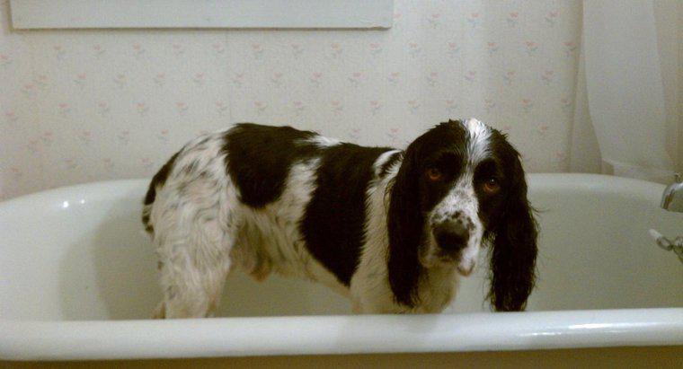 Puoi usare lo shampoo umano sui cani?