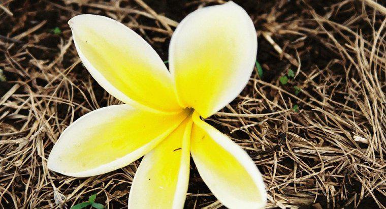 Quale fiore è usato per fare una ragazza hawaiana?