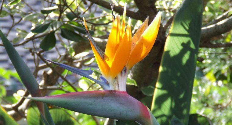 Come riproduce un fiore di uccello del paradiso?