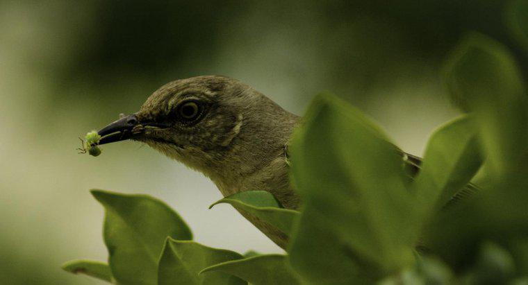 Cosa mangiano i Mockingbirds?