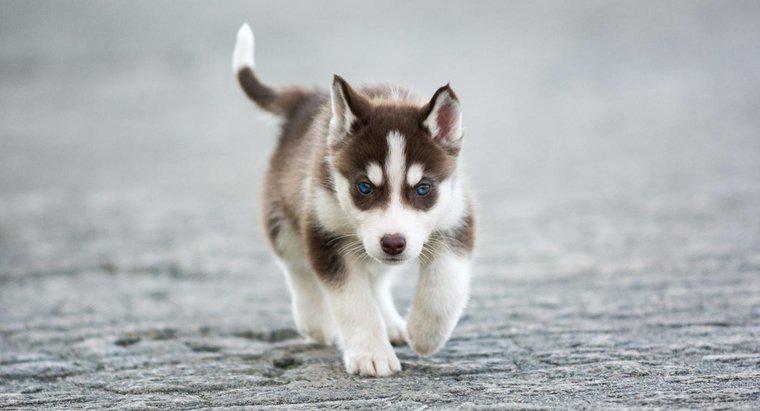 Quali sono alcuni fatti riguardo ai cuccioli di siberian husky in miniatura?