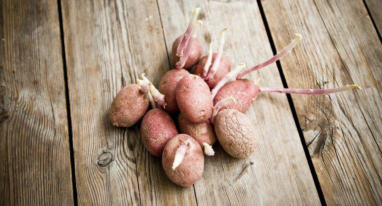 Perché le patate crescono germogli?