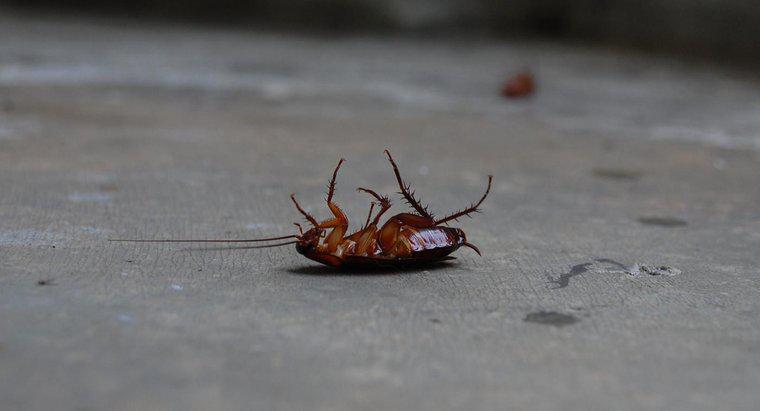 Come si cura una casa per scarafaggi?