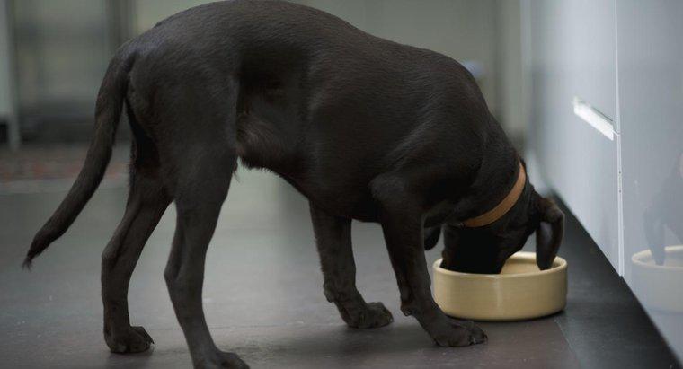 Quanto un Labrador ha bisogno di mangiare un giorno?