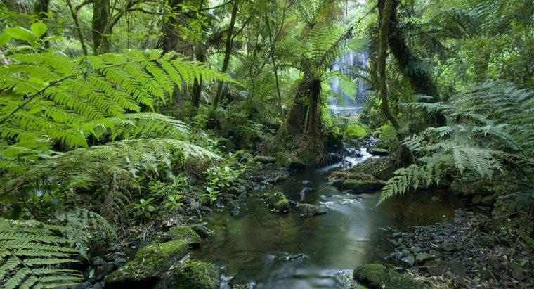 Cos'è una foresta pluviale tropicale?