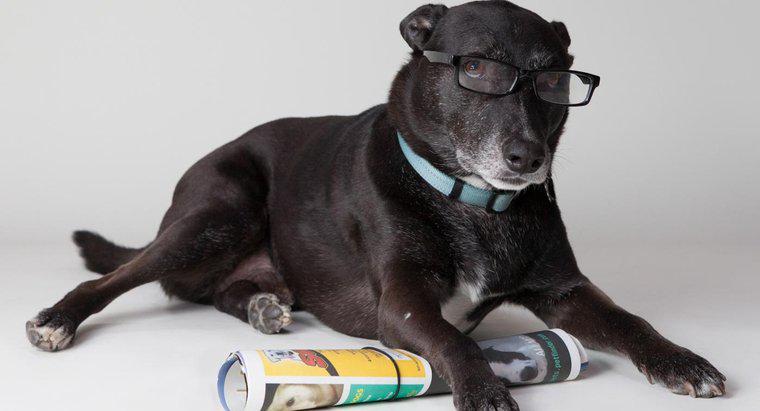 Quali sono alcuni dei cani più intelligenti?