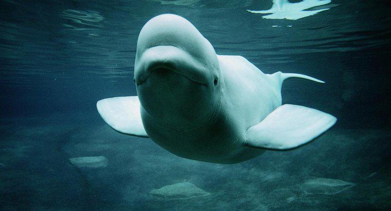 Come si difendono le balene beluga?