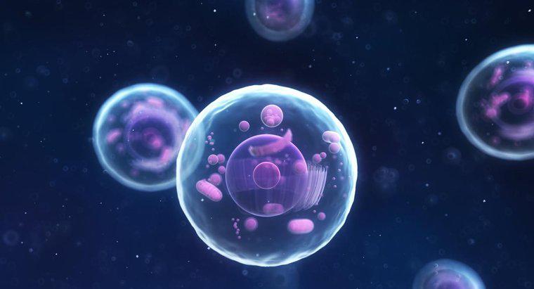 Perché il Nucleo è chiamato il centro di controllo della cellula?
