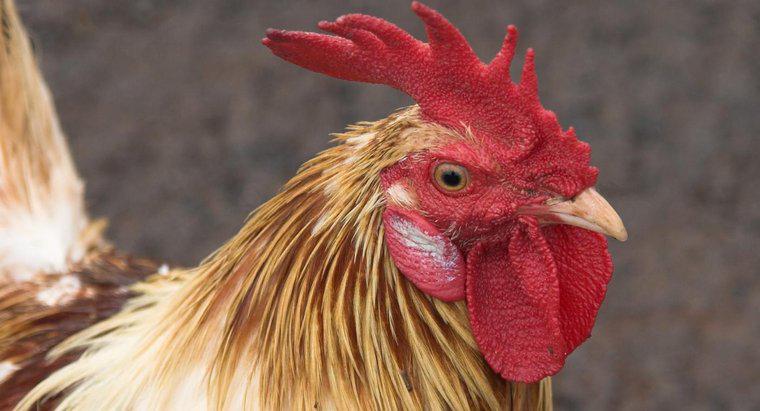 Come si chiama la pelle sotto il collo di un gallo?