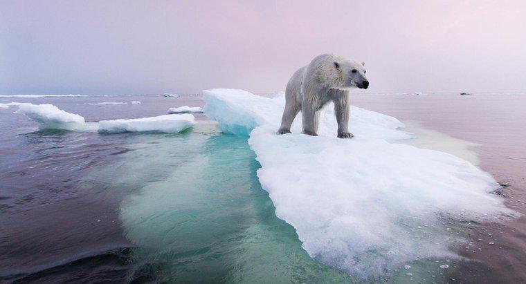 Cosa si fa per preservare la popolazione di orsi polari?