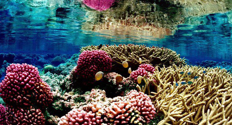 Perché le barriere coralline sono in pericolo?