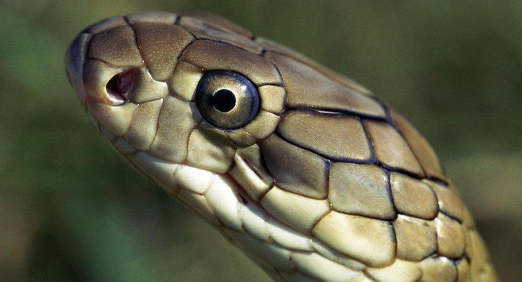 Quali sono i nemici naturali del re Cobra?