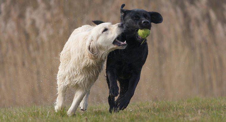 Qual è la differenza in un Labrador vs. un Golden Retriever?