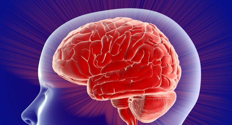 Cosa fa il lato sinistro del controllo del cervello?