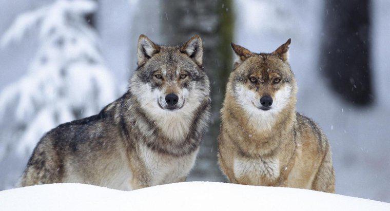 Qual è la nicchia ecologica di un lupo grigio?