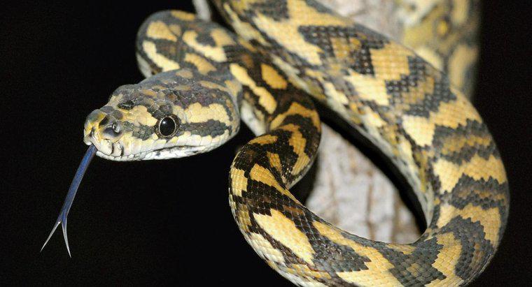 Cos'è un serpente nero con diamanti gialli?