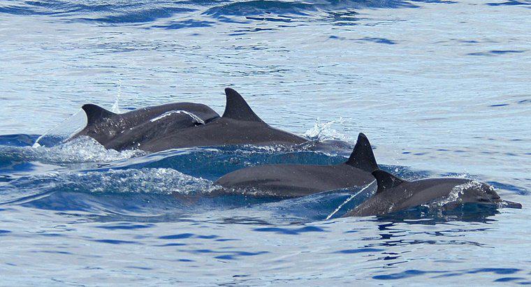 Quali sono gli adattamenti dei delfini?