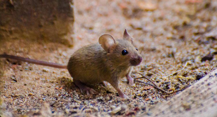 Qual è il trattamento per un morso del mouse?