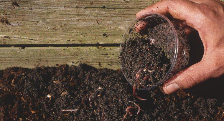 Avere i vermi nel suolo aiuta le piante a crescere più velocemente?