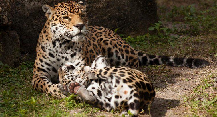 In che modo i leopardi si prendono cura dei loro piccoli?