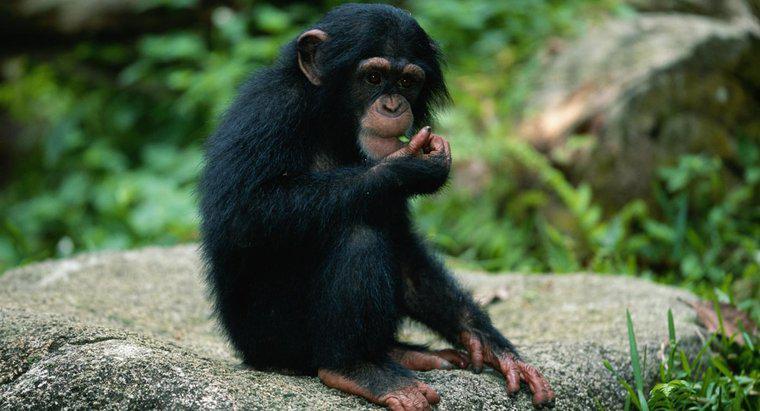 Quali animali sono preda delle scimmie?