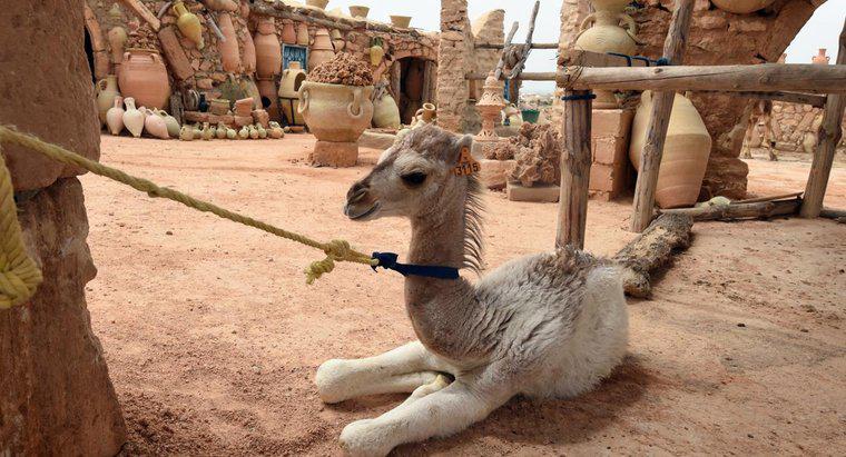 Come si chiama Baby Camel?