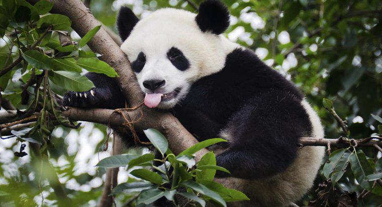 Quanto pesano i panda giganti?