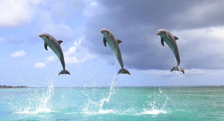 Perché i delfini saltano fuori dall'acqua?